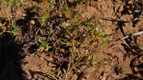Theevein purplegorse (Muraltia trinervia)