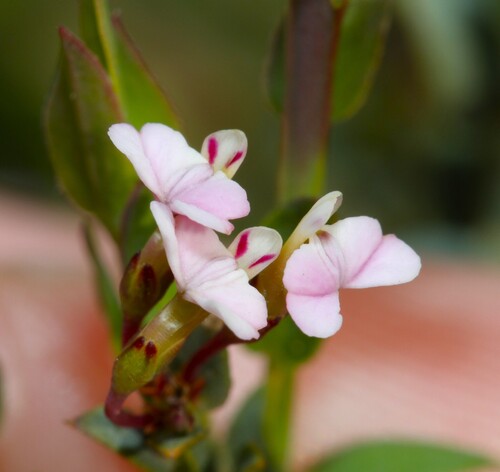 Theevein purplegorse (Muraltia trinervia)