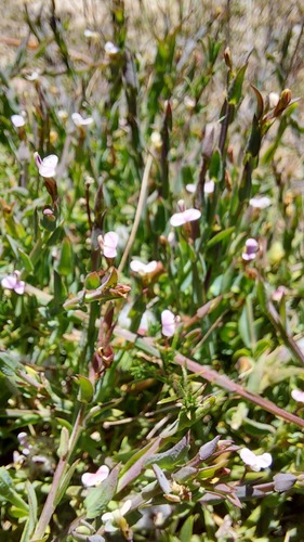 Theevein purplegorse (Muraltia trinervia)