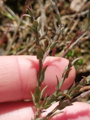 Theevein purplegorse (Muraltia trinervia)