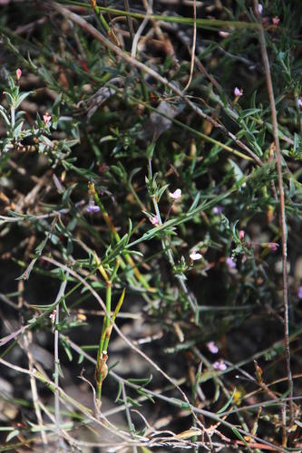 Theevein purplegorse (Muraltia trinervia)