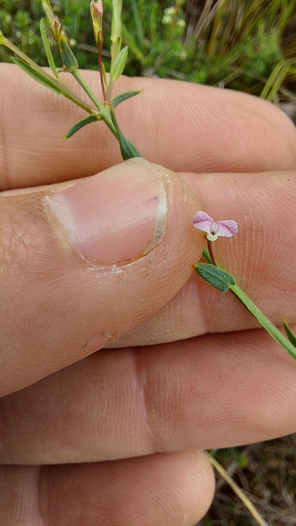 Theevein purplegorse (Muraltia trinervia)