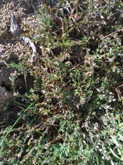 Theevein purplegorse (Muraltia trinervia)