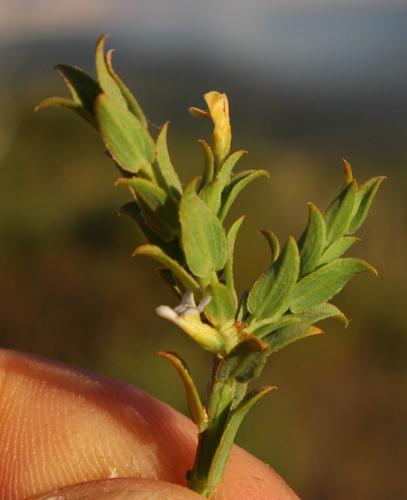 Theevein purplegorse (Muraltia trinervia)