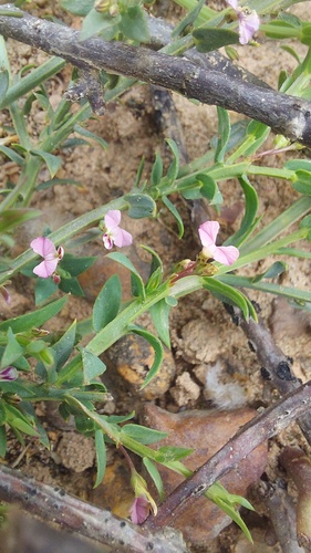 Theevein purplegorse (Muraltia trinervia)
