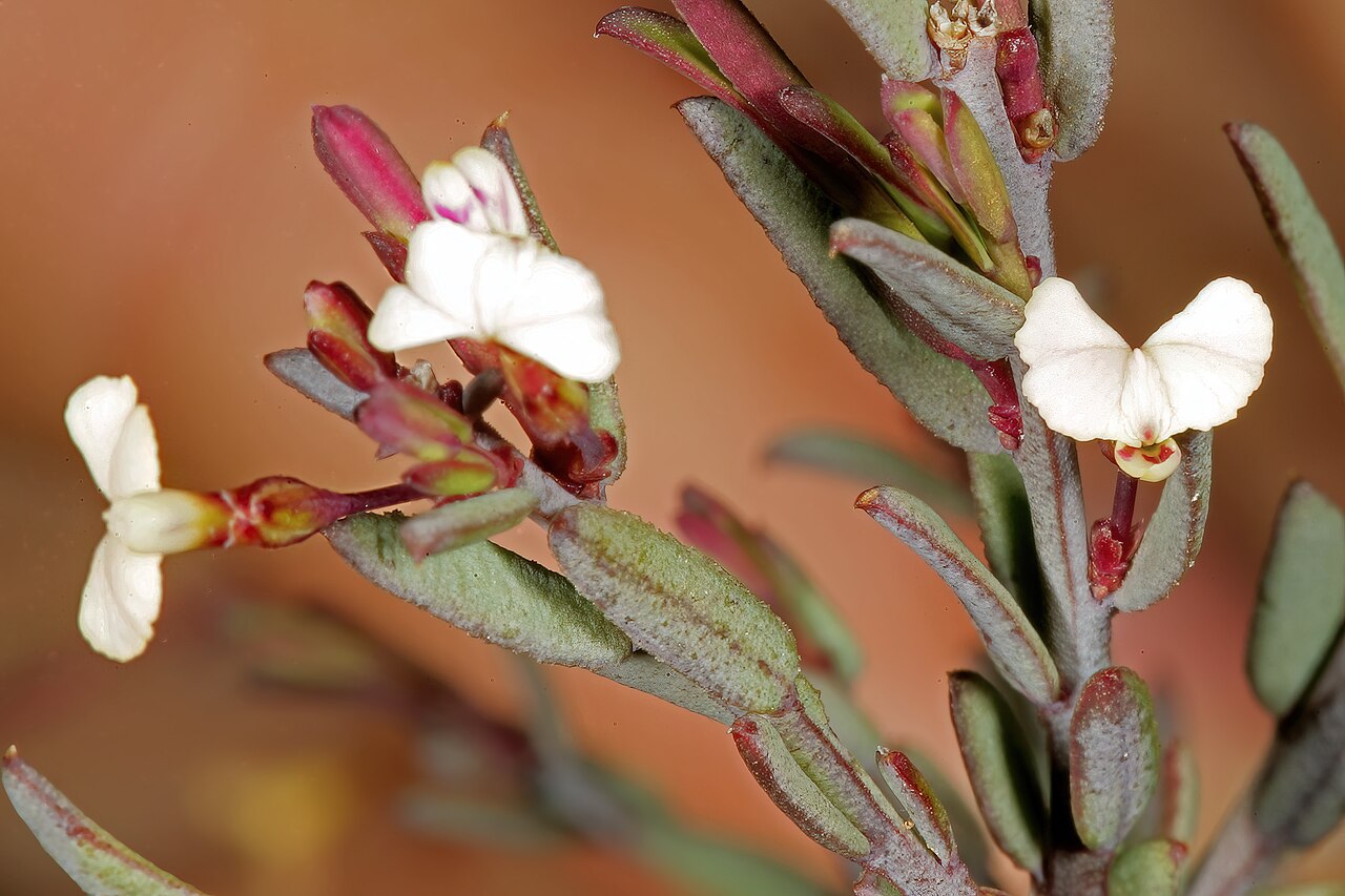 Theevein purplegorse: Muraltia trinervia , flowers; in Renosterveld, Theronsberg Pass, Ceres, Western Cape, South Africa