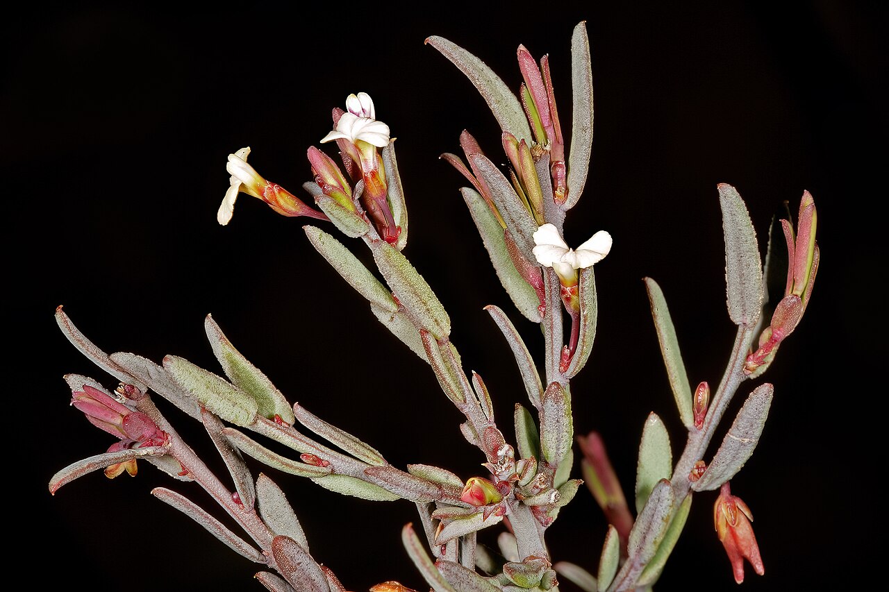 Theevein purplegorse: Muraltia trinervia , flowers; in Renosterveld, Theronsberg Pass, Ceres, Western Cape, South Africa