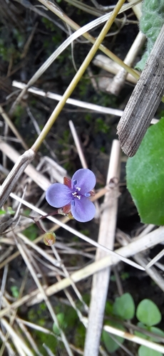 Asiatic dewflower (Murdannia spirata)
