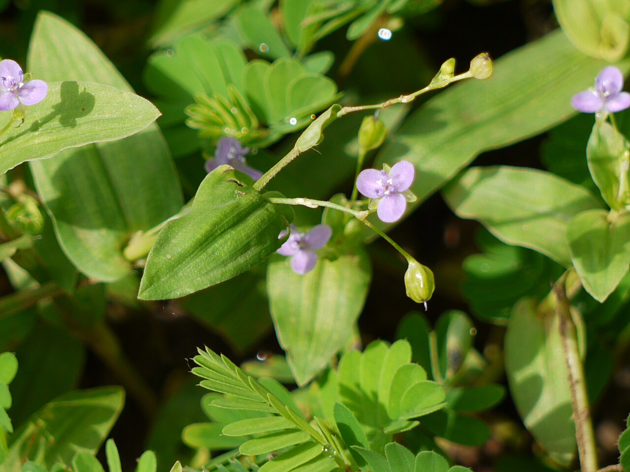 Asiatic dewflower: Murdannia spirata