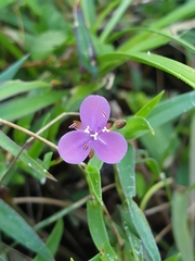 Asiatic dewflower (Murdannia spirata)