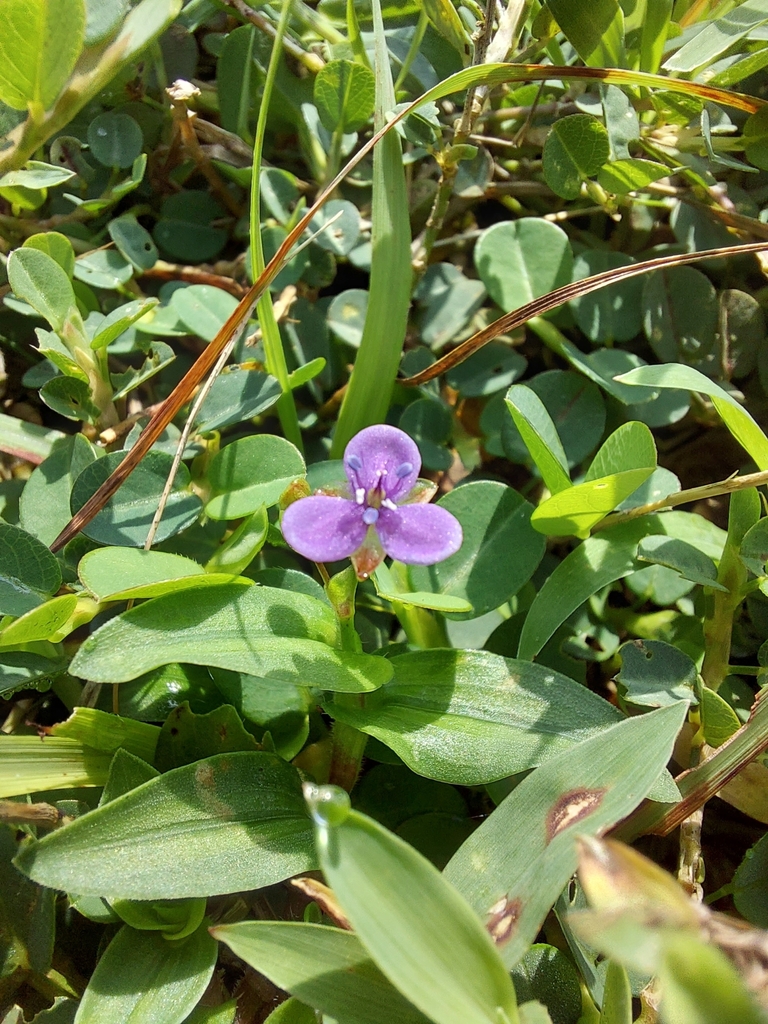 Asiatic dewflower (Murdannia spirata)