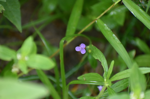 Asiatic dewflower (Murdannia spirata)