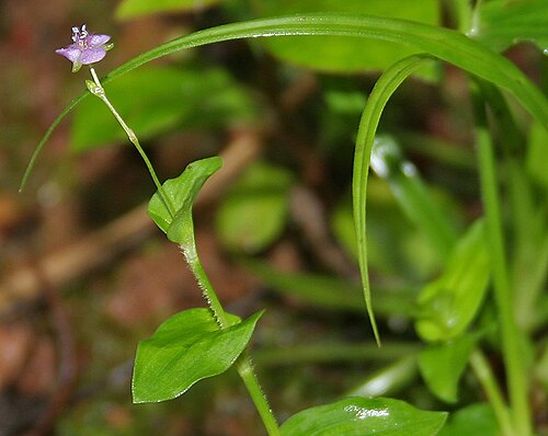 Asiatic dewflower: Asiatic Dewflower Murdannia spirata (Synonyms: Commelina spirata , Aneilema spiratum , Aphylax spiralis ) in Goa , India .