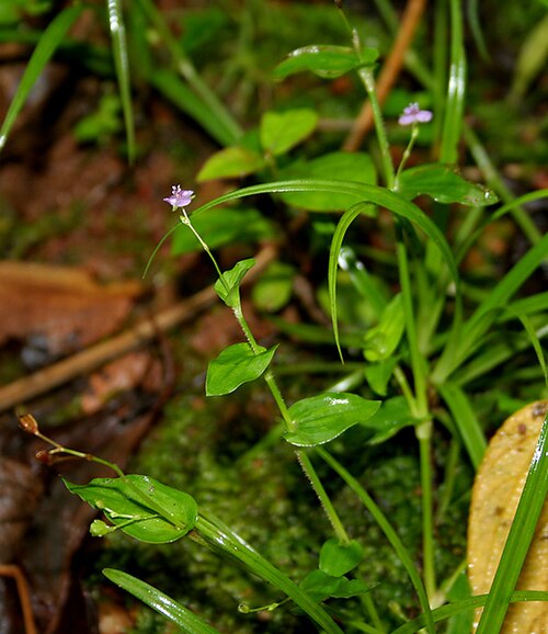 Asiatic dewflower: Asiatic Dewflower Murdannia spirata (Synonyms: Commelina spirata , Aneilema spiratum , Aphylax spiralis ) in Goa , India .