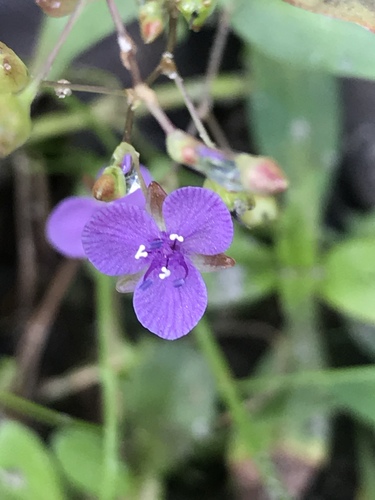 Asiatic dewflower (Murdannia spirata)