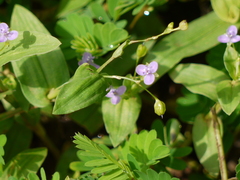 Asiatic dewflower (Murdannia spirata)