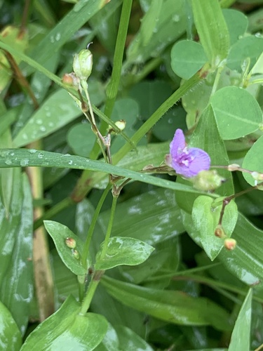 Asiatic dewflower (Murdannia spirata)