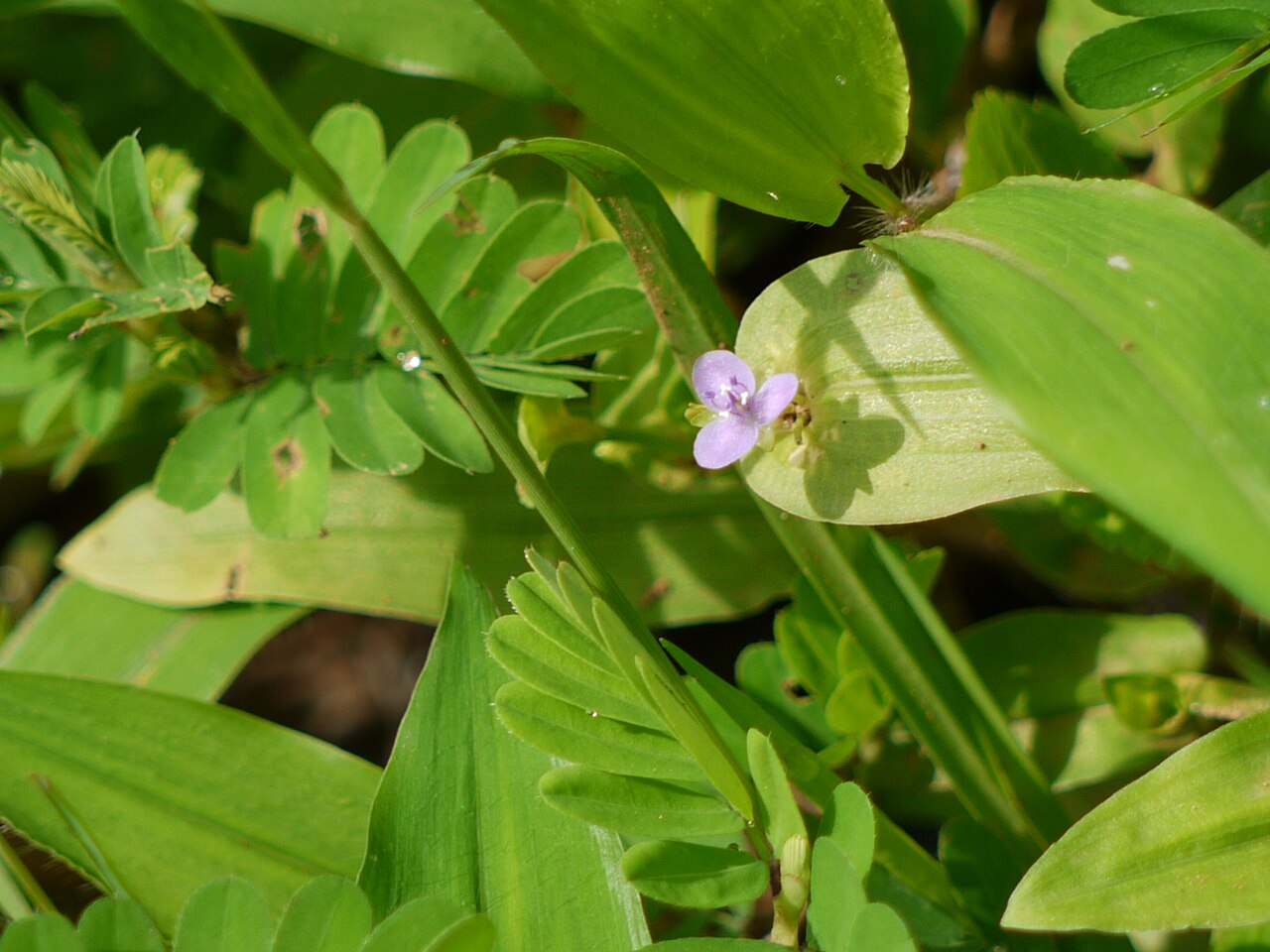 Asiatic dewflower: Murdannia spirata