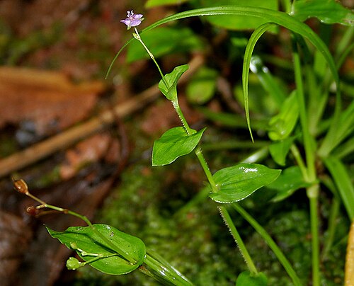 Asiatic dewflower: Asiatic Dewflower Murdannia spirata (Synonyms: Commelina spirata , Aneilema spiratum , Aphylax spiralis ) in Goa , India .