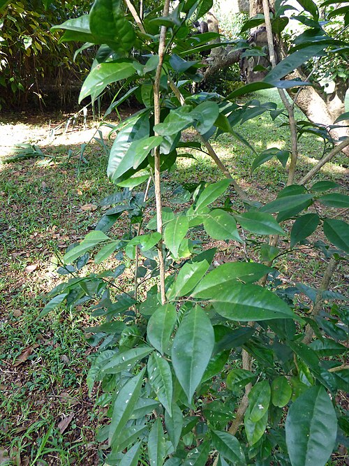 Orange jasmine: Ateriya ( Murraya paniculata )