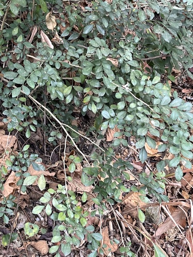 Orange jasmine (Murraya paniculata)