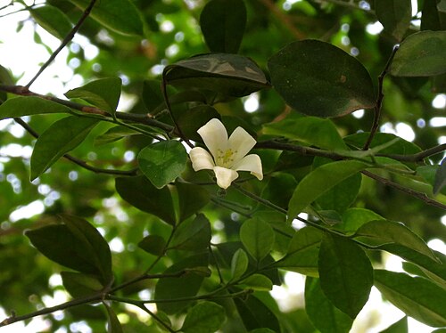 Orange jasmine: Murraya paniculata seen in Whitefield Bangalore on 31st May 2014