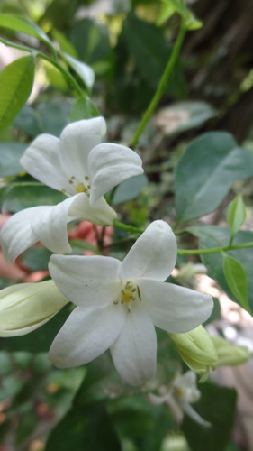 Orange jasmine (Murraya paniculata)