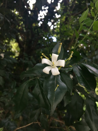 Orange jasmine