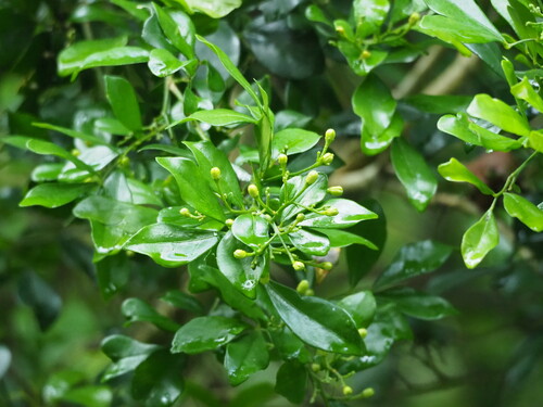 Orange jasmine (Murraya paniculata)