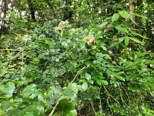 Orange jasmine (Murraya paniculata)