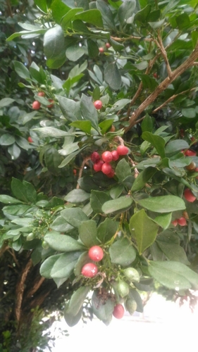 Orange jasmine (Murraya paniculata)