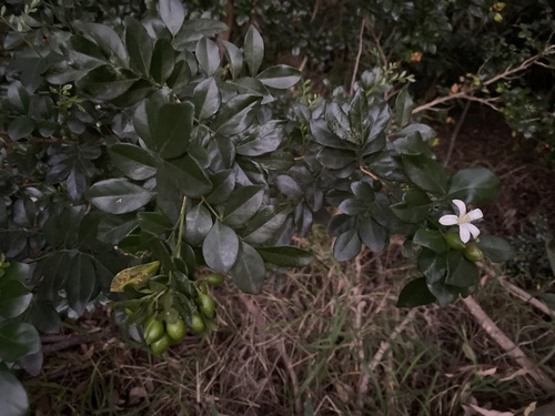 Orange jasmine (Murraya paniculata)