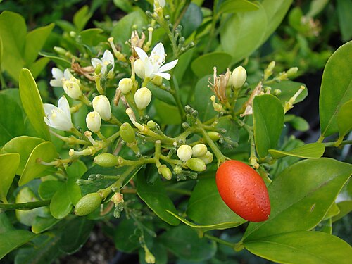 Orange jasmine: Murraya paniculata (flowers fruit and leaves). Location: Maui, Kula Ace Hardware and Nursery