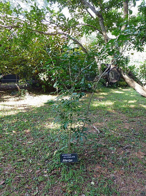 Orange jasmine: Ateriya ( Murraya paniculata )