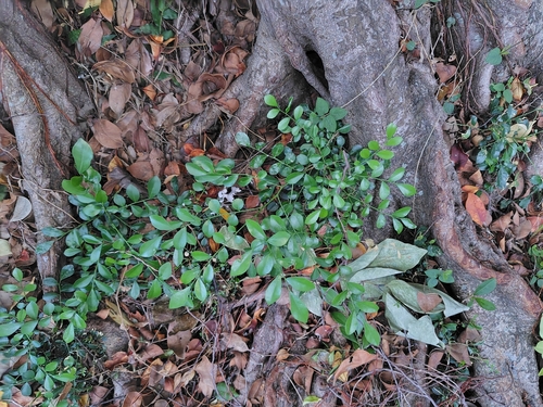 Orange jasmine (Murraya paniculata)