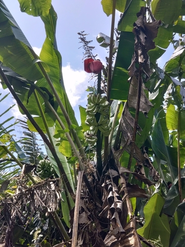 Edible banana (Musa acuminata)