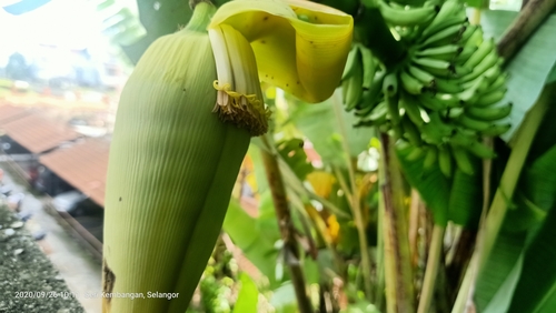 Edible banana (Musa acuminata)