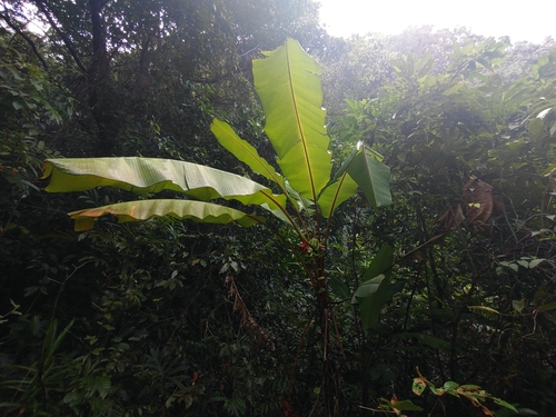 Edible banana (Musa acuminata)