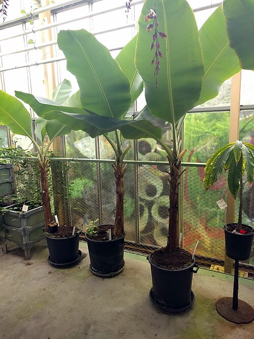 Edible banana: Hortus botanicus Leiden