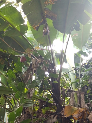 Edible banana