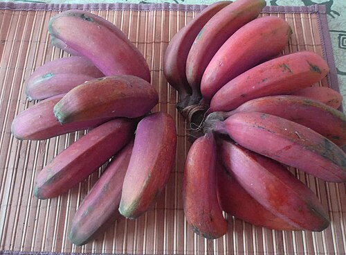Edible banana: Musa acuminata, Red Dacca