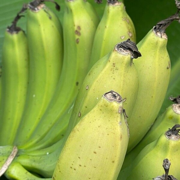 Edible banana (Musa acuminata)