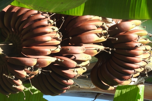 Edible banana (Musa acuminata)