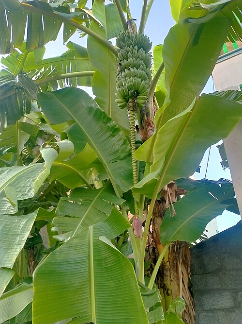 Edible banana: Musa acuminata commonly called as Banana tree comes under family musaceae.