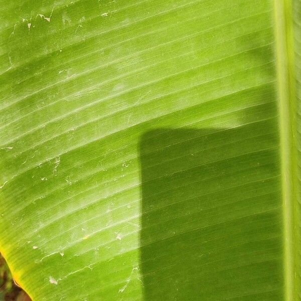 Edible banana (Musa acuminata)