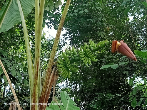 Edible banana (Musa acuminata)