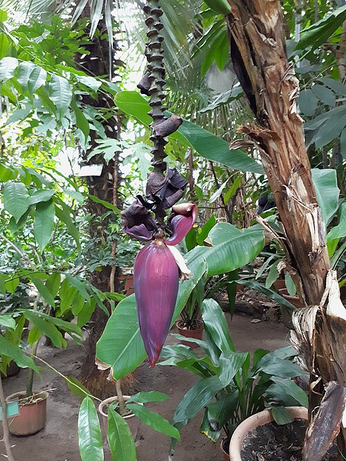 Edible banana: Tropical Plants Greenhouse of the St. Petersburg Botanical Garden of the V.L. Komarova: Professora Popova Street, 2 letter P. Petrogradsky District, St. Petersb
