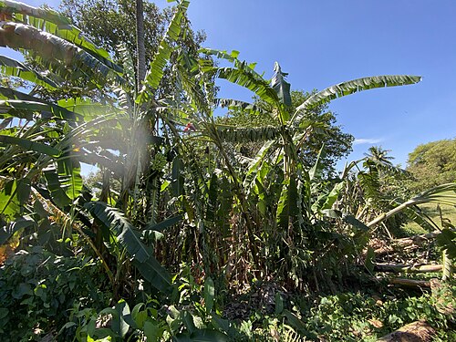 Banana: Sweet wild banana ( Musa balbisiana ) in Guatemala
