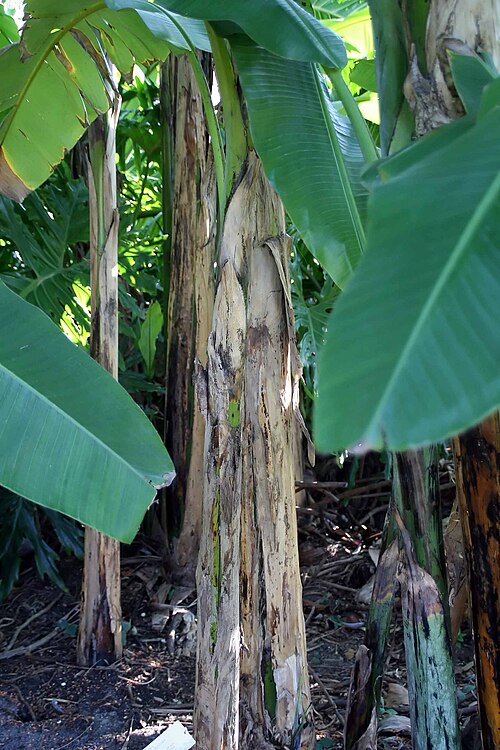 Banana: Location taken: Fairchild Tropical Botanic Garden, Miami, FL USA. Names: Musa balbisiana Colla, Balbis Banana, Banana, Banana Farinosa, Banana Flower (Ingredien