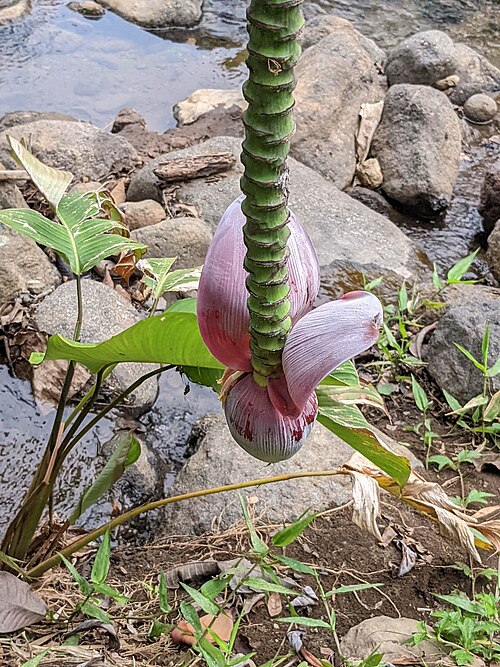 Banana: Sweet wild banana ( Musa balbisiana ) in Costa Rica